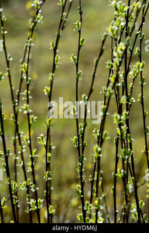 Young willow growth in spring at Snitterfield Bushes nature reserve, Warwickshire, England, UK Stock Photo