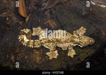 Kuhl's Flying Gecko Stock Photo