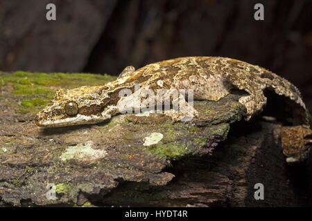 Kuhl's Flying Gecko Stock Photo