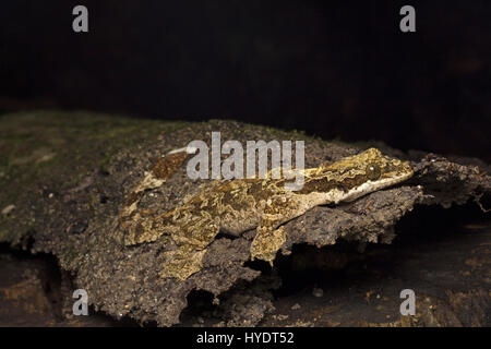 Kuhl's Flying Gecko Stock Photo