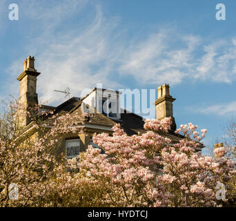 Springtime Blossom in the pretty city of Bath, England, UK Stock Photo