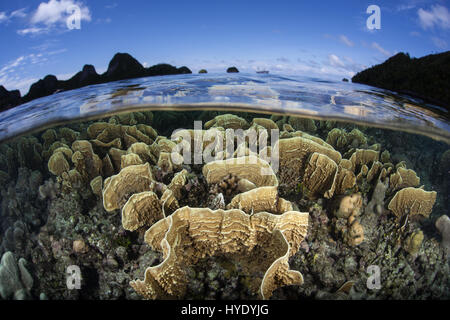 A shallow coral reef grows near remote limestone islands in Raja Ampat, Indonesia. This region is known for its spectacular marine biodiversity. Stock Photo