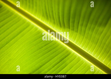 Details on a leaf Stock Photo