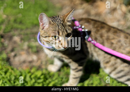 First going out. Kitten on a leash outdoor. Cat hunting in natural surroundings