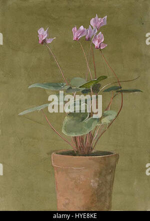 Pink Cyclamen by Fidelia Bridges Stock Photo