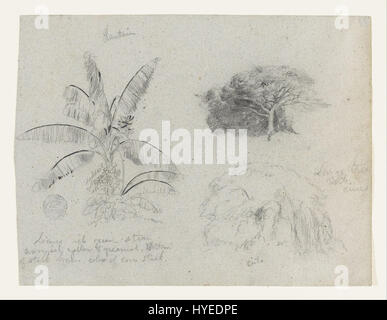 Frederic Edwin Church   Botanical Sketches, South America   Google Art Project Stock Photo