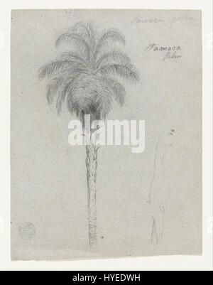 Frederic Edwin Church   Botanical Sketch Showing Two Views of the Tamaca Palm   Google Art Project Stock Photo