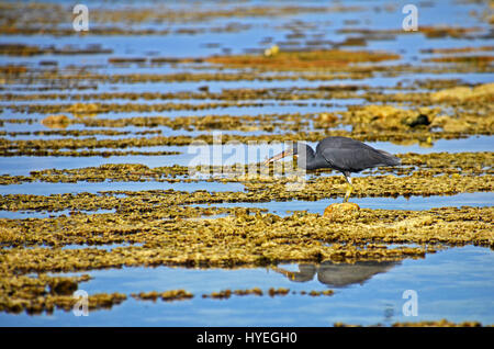 Pacific reef heron (Egretta sacra) hunting at low tide in the lagoon on Lady Elliot Island, Great Barrier Reef, Queensland, Australia Stock Photo