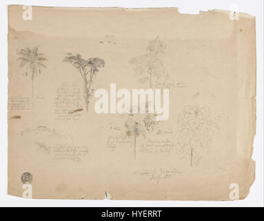 Frederic Edwin Church   Drawing. Botanical sketches from Colombia.   Google Art Project Stock Photo