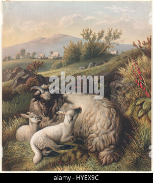 A scene depicting sheep grazing in a pasture, likely highlighting rural ...