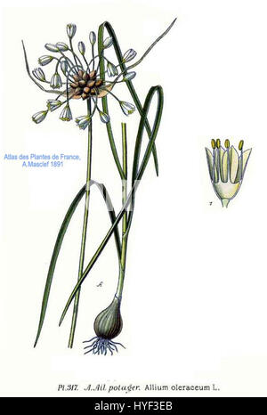 317 Allium oleraceum L Stock Photo