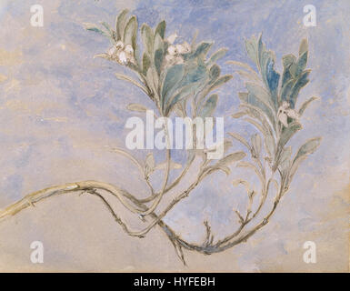 Study of a Sprig of a Myrtle Tree by John Ruskin Stock Photo