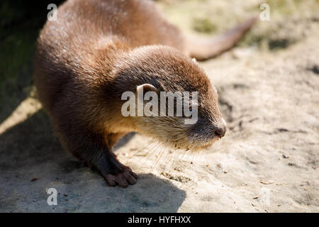 playful baby of river otter, wildlife Czech republic Stock Photo