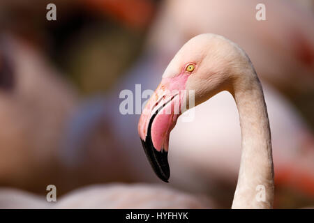 Big and beautiful bird Rose flamingo (Phoenicopterus roseus) in colony Stock Photo