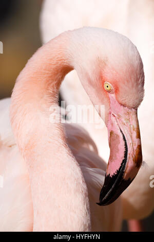 Big and beautiful bird Rose flamingo (Phoenicopterus roseus) in colony Stock Photo