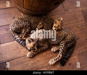 Cheetah in South-Africa Stock Photo