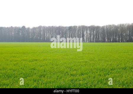 green field with trees in background, norfolk, england Stock Photo