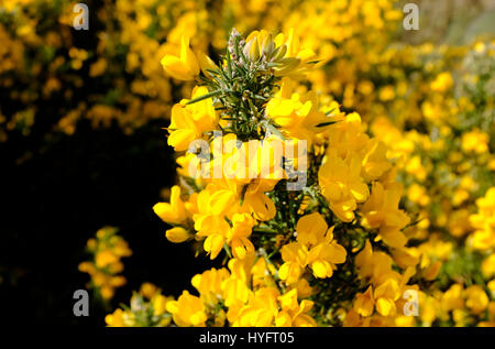 yellow gorse flowers, norfolk, england Stock Photo