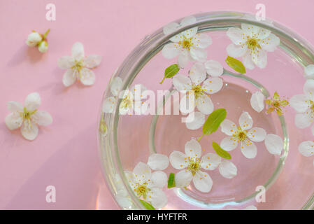 Cherry blossom in vase on pink background Stock Photo