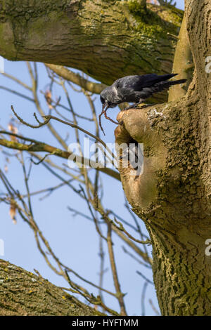 Pair of jackdaws building a nest in a hollow tree trunk, West Yorkshire, UK Stock Photo