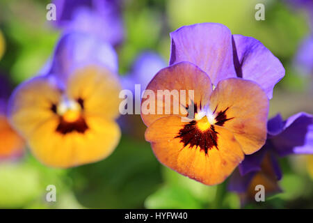 A colorful Pansy flower growing in the garden at spring, another flower on the left blurred for effect, shallow dof. Stock Photo