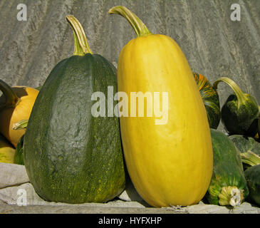Two large vegetable marrows Stock Photo