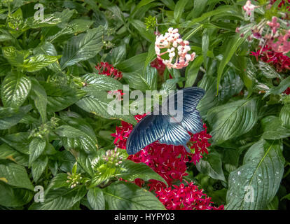 Pipevine swallowtail butterfly (Battus philenor) Stock Photo