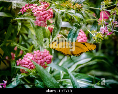 Julia butterfly (Dryas iulia) Stock Photo