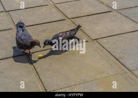 Two pigeons are looking at a piece of bread on the floor. Stock Photo