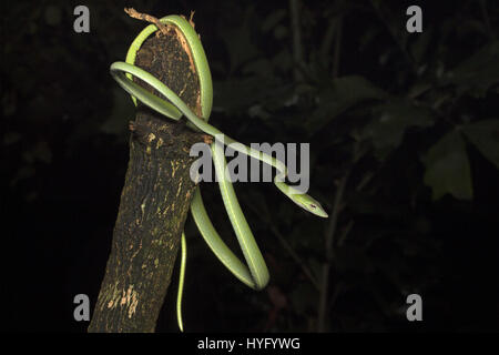 Oriental Whipsnake, Oriental Vine Snake, Stock Photo