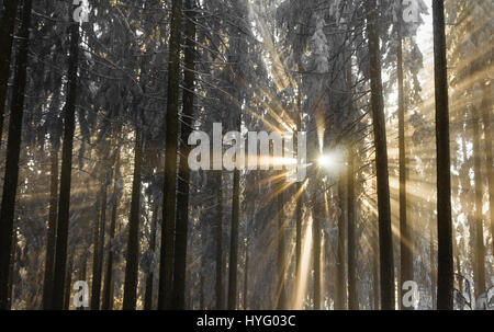Sunbeams breaking through the cold fog an snow covered trees. Stock Photo