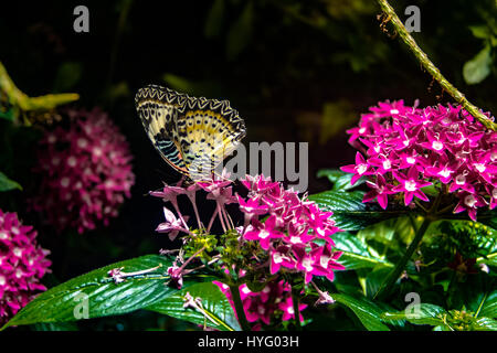 Female Leopard Lacewing Butterfly (Cethosia cyane) Stock Photo