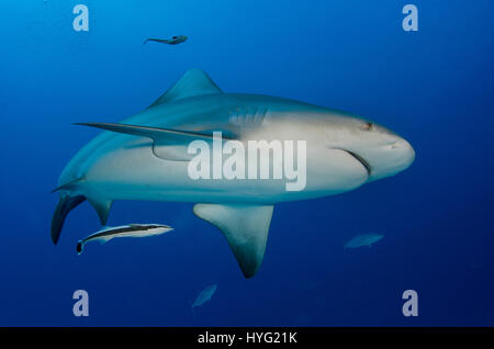 TWENTY Bull sharks have been snapped being lovingly hand fed by a human feeder eighty feet under the ocean. Pictures show these incredible creatures happily swimming around the feeder and taking food directly from his hand.  Other pictures show the feeder actually stroking the predator as though it was a little puppy dog. The largest bull shark clearly dominates while the smaller sharks follow its lead. Underwater photographer Luis Javier Sandoval (35) wanted to show sharks behaving in a human-friendly manner to try and change most people’s perspective of sharks as killing machines.  Pictures  Stock Photo