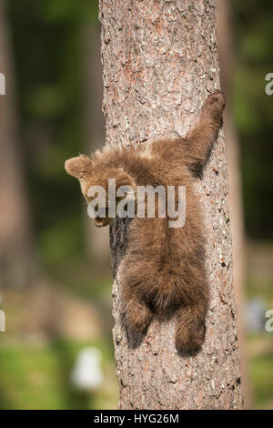 KAINUU, FINLAND: THE CUTEST little bear family have been snapped enjoying a day in the woods by a British photographer. Pictures show mummy bear watching over her two little curious cubs have a go at climbing trees.  Mummy bear can even be seen joining in and showing the babies how it’s done. Other pictures show the cuddly cuties play fighting, having a sibling embrace and just chilling out, taking a break from activities.  Photographer Janette Hill from Llanigon, Herefordshire travelled to the heart of the Taiga Forest in Finland to catch a glimpse of these wild brown bears in their natural h Stock Photo