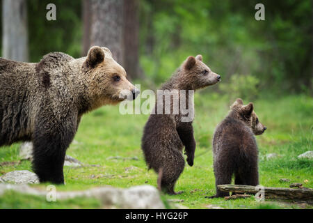 KAINUU, FINLAND: THE CUTEST little bear family have been snapped enjoying a day in the woods by a British photographer. Pictures show mummy bear watching over her two little curious cubs have a go at climbing trees.  Mummy bear can even be seen joining in and showing the babies how it’s done. Other pictures show the cuddly cuties play fighting, having a sibling embrace and just chilling out, taking a break from activities.  Photographer Janette Hill from Llanigon, Herefordshire travelled to the heart of the Taiga Forest in Finland to catch a glimpse of these wild brown bears in their natural h Stock Photo