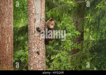 KAINUU, FINLAND: THE CUTEST little bear family have been snapped enjoying a day in the woods by a British photographer. Pictures show mummy bear watching over her two little curious cubs have a go at climbing trees.  Mummy bear can even be seen joining in and showing the babies how it’s done. Other pictures show the cuddly cuties play fighting, having a sibling embrace and just chilling out, taking a break from activities.  Photographer Janette Hill from Llanigon, Herefordshire travelled to the heart of the Taiga Forest in Finland to catch a glimpse of these wild brown bears in their natural h Stock Photo