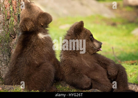 KAINUU, FINLAND: THE CUTEST little bear family have been snapped enjoying a day in the woods by a British photographer. Pictures show mummy bear watching over her two little curious cubs have a go at climbing trees.  Mummy bear can even be seen joining in and showing the babies how it’s done. Other pictures show the cuddly cuties play fighting, having a sibling embrace and just chilling out, taking a break from activities.  Photographer Janette Hill from Llanigon, Herefordshire travelled to the heart of the Taiga Forest in Finland to catch a glimpse of these wild brown bears in their natural h Stock Photo