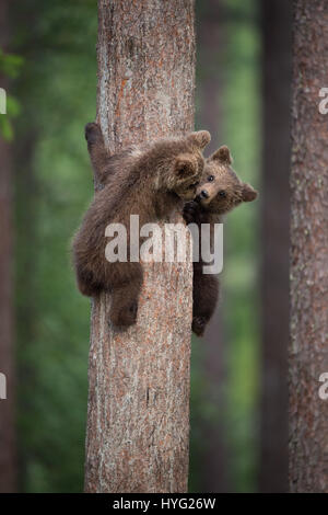 KAINUU, FINLAND: THE CUTEST little bear family have been snapped enjoying a day in the woods by a British photographer. Pictures show mummy bear watching over her two little curious cubs have a go at climbing trees.  Mummy bear can even be seen joining in and showing the babies how it’s done. Other pictures show the cuddly cuties play fighting, having a sibling embrace and just chilling out, taking a break from activities.  Photographer Janette Hill from Llanigon, Herefordshire travelled to the heart of the Taiga Forest in Finland to catch a glimpse of these wild brown bears in their natural h Stock Photo