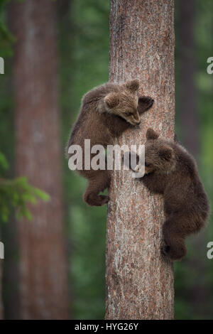 KAINUU, FINLAND: THE CUTEST little bear family have been snapped enjoying a day in the woods by a British photographer. Pictures show mummy bear watching over her two little curious cubs have a go at climbing trees.  Mummy bear can even be seen joining in and showing the babies how it’s done. Other pictures show the cuddly cuties play fighting, having a sibling embrace and just chilling out, taking a break from activities.  Photographer Janette Hill from Llanigon, Herefordshire travelled to the heart of the Taiga Forest in Finland to catch a glimpse of these wild brown bears in their natural h Stock Photo