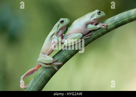 CILEDUG, INDONESIA: TWO FUN-LOVING frogs have been snapped taking part in some serious summer holiday game playing.From the classic leap-frog, to follow the leader and a good old-fashioned staring contest these care-free companions are having the time of their lives, all while balanced in some long grass. Wildlife photography enthusiast Kurit Afsheen (34) was able to capture these charming moments in Ciledug, Indonesia. Stock Photo