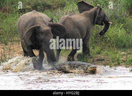 THE MOMENT a feared sixteen-foot long crocodile called “Jaws” tried to take down an adult eight-foot high elephant has been captured by an amateur photographer. The encounter, which lasted only 20 seconds, shows a herd of eleven elephants stopping off at a river to quench their thirst, when one of them got more than they bargained for.  The mighty croc, locally known as Jaws, wrapped his mouth around the trunk of the adult elephant.  Luckily a fellow member of the elephant herd was quick off the mark and charged the crocodile - forcing him to abandon his hefty lunch. South African teacher Gare Stock Photo