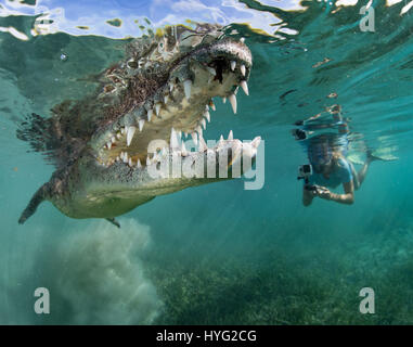 JARDINES DE LA REINA, CUBA: INCREDIBLE video and still footage shows how a wildlife obsessed father took his daughter swimming up-close and personal with a potentially lethal two-hundred-pound crocodile. The eight-foot-long reptile opened its mouth, flashed a glimpse of its razor-sharp teeth and flexed its long, strong legs when the camera came within two inches of its mouth. In a bid to prove how impressive these fearsome hunters can be, the up-close images provide a close view of the large predator while the video shows the crocodile try to gobble up the camera. The shots were taken by one o Stock Photo