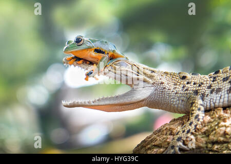 JAKARTA, INDONESIA: A DARING frog has been snapped playing with the jaws of death. Pictures show this unsuspecting amphibian perched on top of a saltwater crocodile’s nose with its hands in his mouth.  One false move and it could have been the end for the friendly froggy but remarkably the kind croc decided to forge a friendship rather than make the frog his lunch. Management Trainer Dewi Probyn (35), from South Tangerang, Indonesia was lucky enough to have her camera on standby to snap this unusual encounter in Jakarta. Stock Photo