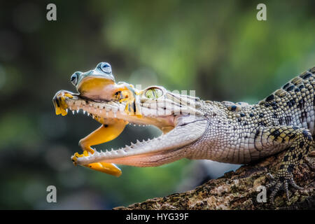 JAKARTA, INDONESIA: A DARING frog has been snapped playing with the jaws of death. Pictures show this unsuspecting amphibian perched on top of a saltwater crocodile’s nose with its hands in his mouth.  One false move and it could have been the end for the friendly froggy but remarkably the kind croc decided to forge a friendship rather than make the frog his lunch. Management Trainer Dewi Probyn (35), from South Tangerang, Indonesia was lucky enough to have her camera on standby to snap this unusual encounter in Jakarta. Stock Photo