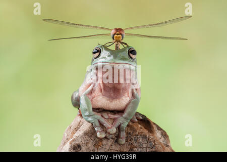 THE MOMENT a dragonfly perfectly positioned itself on top of a tree frog as if to look like a frog – helicopter has been captured. The image shows the unsuspecting frog being transformed into a half frog half flying machine. Head of Design and Studio Lessy Sebastian (52) from Jakarta was able to snap this incredible image which lasted for only a few seconds before the dragonfly took flight. Stock Photo