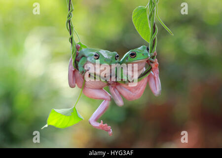 JAKARTA, INDONESIA: AERIAL yoga has never looked like such a CROAK as practiced by this trio of frogs hanging from tree vines. The yogatastic amphibians can be seen scrambling for space in their “jungle gym” in a highwire workout session which lasted for ten minutes.  From a shoulder stretch to a full plank, three is definitely a crowd when it comes to executing your best moves up in the air.  This extraordinary display was captured by amateur photographer Kurit Afsheen in Jakarta, Indonesia. Stock Photo