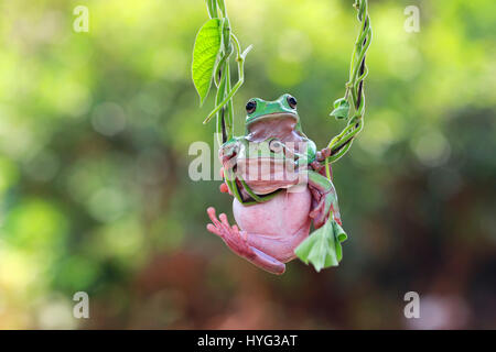 JAKARTA, INDONESIA: AERIAL yoga has never looked like such a CROAK as practiced by this trio of frogs hanging from tree vines. The yogatastic amphibians can be seen scrambling for space in their “jungle gym” in a highwire workout session which lasted for ten minutes.  From a shoulder stretch to a full plank, three is definitely a crowd when it comes to executing your best moves up in the air.  This extraordinary display was captured by amateur photographer Kurit Afsheen in Jakarta, Indonesia. Stock Photo