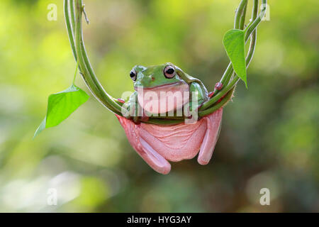 JAKARTA, INDONESIA: AERIAL yoga has never looked like such a CROAK as practiced by this trio of frogs hanging from tree vines. The yogatastic amphibians can be seen scrambling for space in their “jungle gym” in a highwire workout session which lasted for ten minutes.  From a shoulder stretch to a full plank, three is definitely a crowd when it comes to executing your best moves up in the air.  This extraordinary display was captured by amateur photographer Kurit Afsheen in Jakarta, Indonesia. Stock Photo