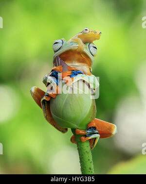 JAKARTA, INDONESIA: A COMIC encounter between two rival amphibians has been captured on camera by a wildlife enthusiast. Pictures show the larger flying tree frog comfortably sitting on top of a flower bud surveying its surroundings, when it is challenged to pole position by a smaller contender.  The plucky glass frog can be seen clambering up the stalk and then over the head of the flying frog.  Even daring to clasp its hand over the flying frog’s mouth.  Amateur photographer Tanto Yensen (36) from Jakarta, was able to snap this series of pictures in his home town. Stock Photo