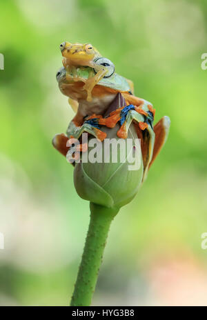 JAKARTA, INDONESIA: A COMIC encounter between two rival amphibians has been captured on camera by a wildlife enthusiast. Pictures show the larger flying tree frog comfortably sitting on top of a flower bud surveying its surroundings, when it is challenged to pole position by a smaller contender.  The plucky glass frog can be seen clambering up the stalk and then over the head of the flying frog.  Even daring to clasp its hand over the flying frog’s mouth.  Amateur photographer Tanto Yensen (36) from Jakarta, was able to snap this series of pictures in his home town. Stock Photo